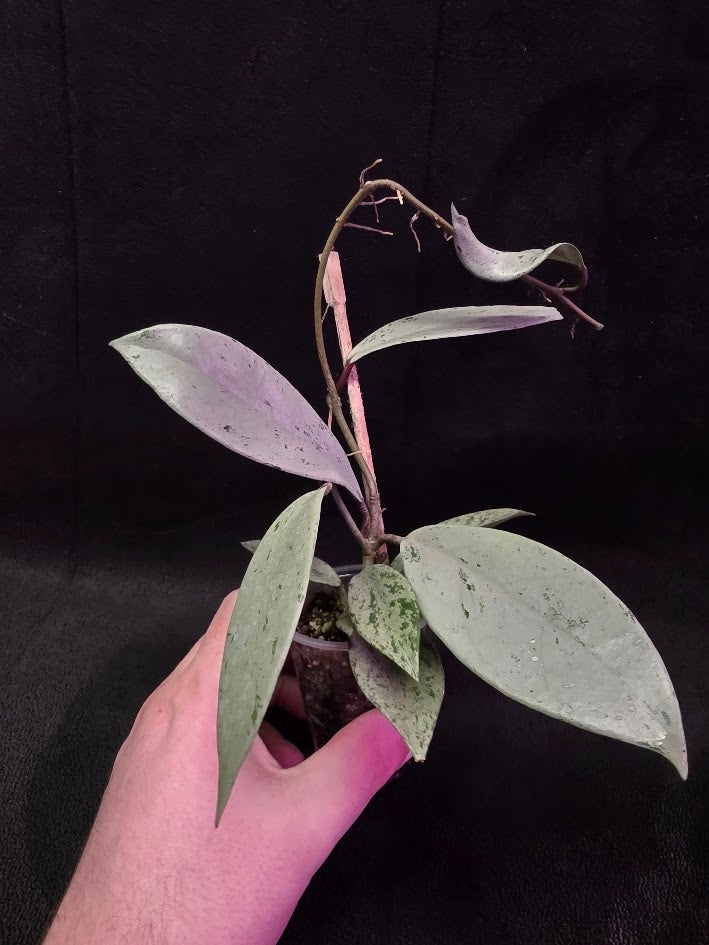 Hoya Pubicalyx Pink Silver Ghost #01