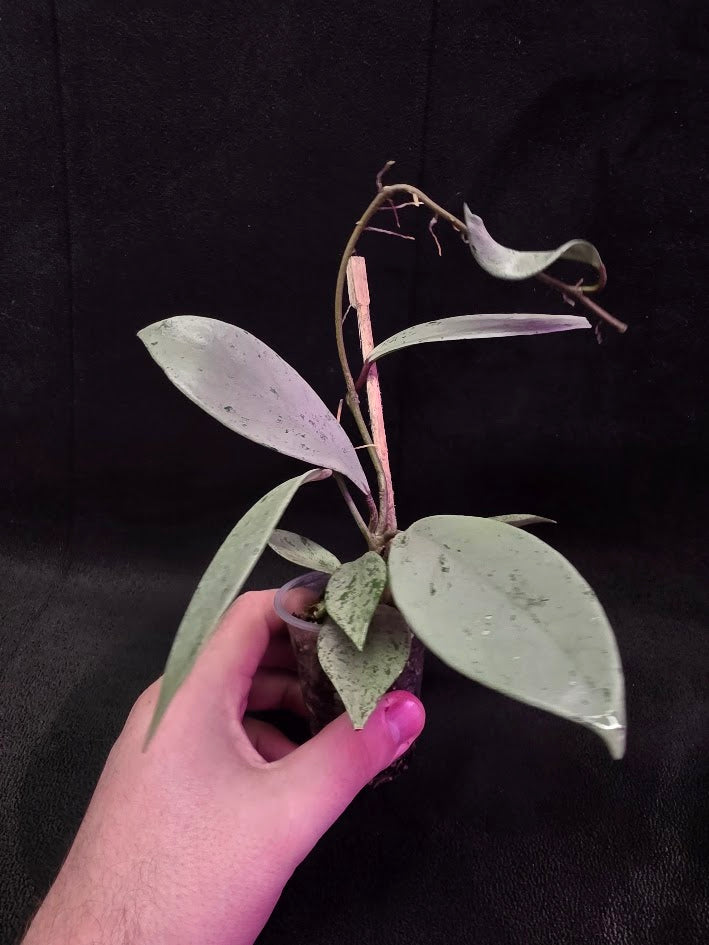 Hoya Pubicalyx Pink Silver Ghost #01