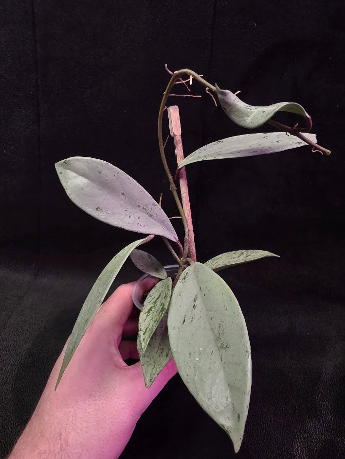 Hoya Pubicalyx Pink Silver Ghost #01