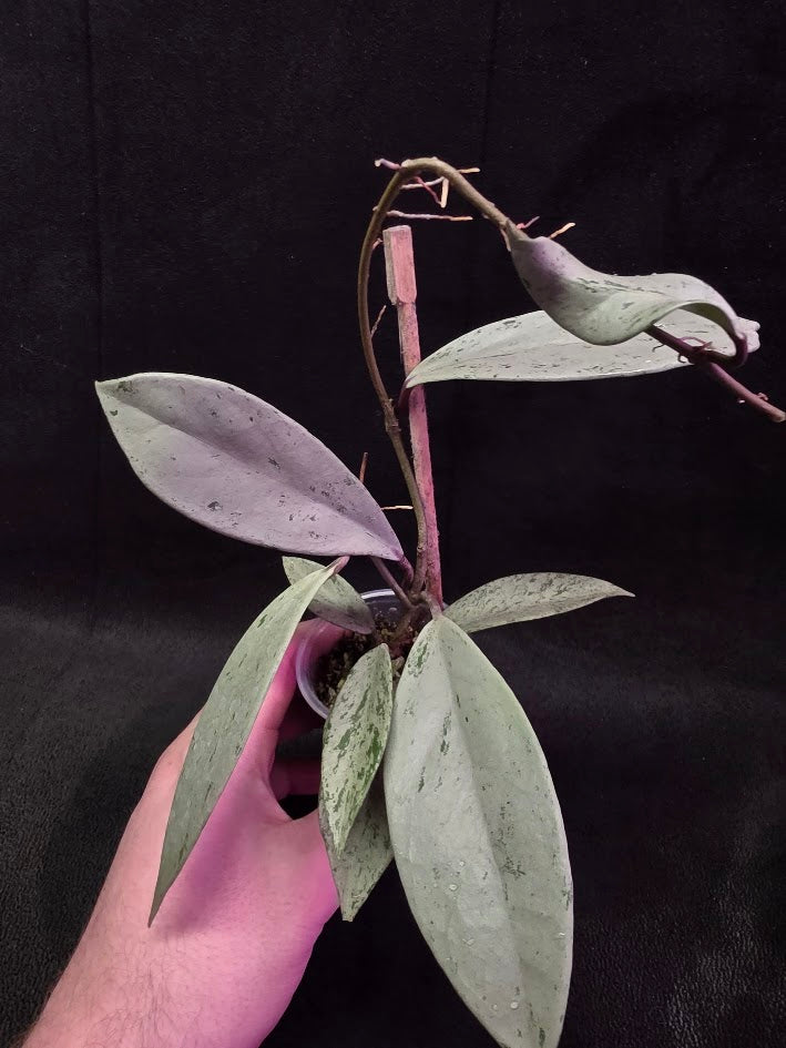 Hoya Pubicalyx Pink Silver Ghost #01