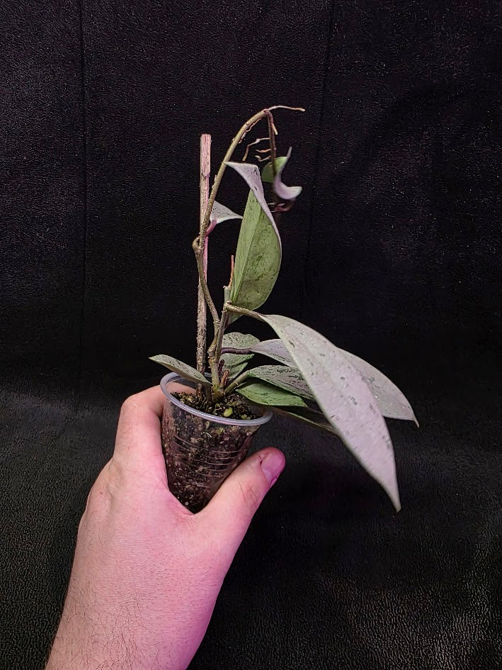 Hoya Pubicalyx Pink Silver Ghost #01