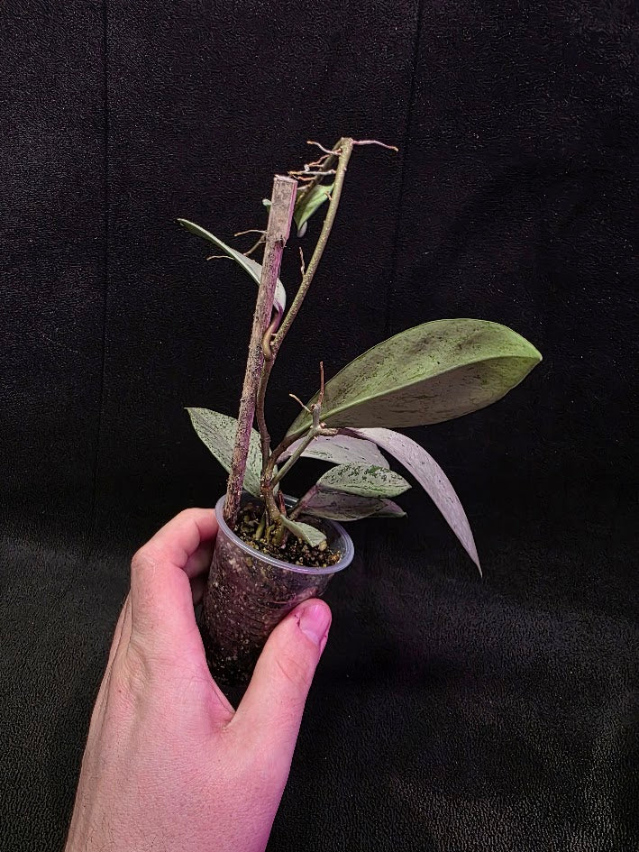 Hoya Pubicalyx Pink Silver Ghost #01