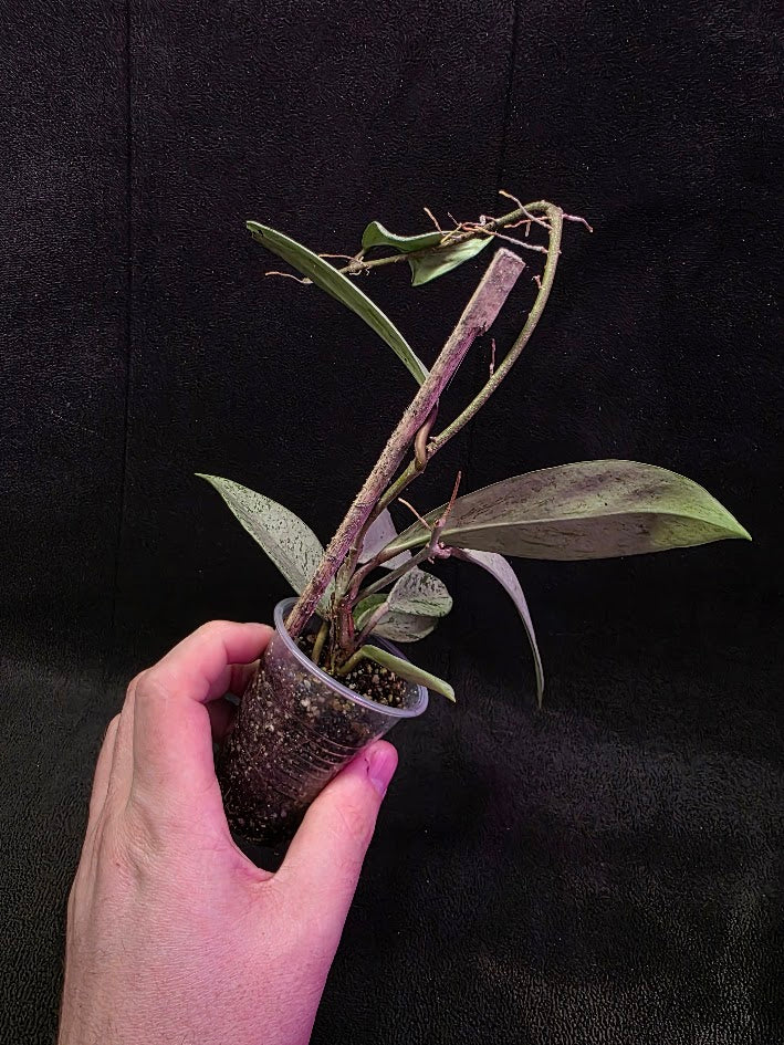 Hoya Pubicalyx Pink Silver Ghost #01