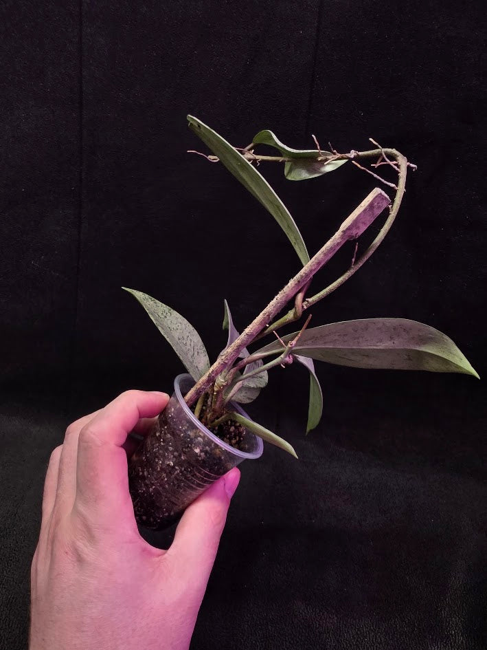 Hoya Pubicalyx Pink Silver Ghost #01