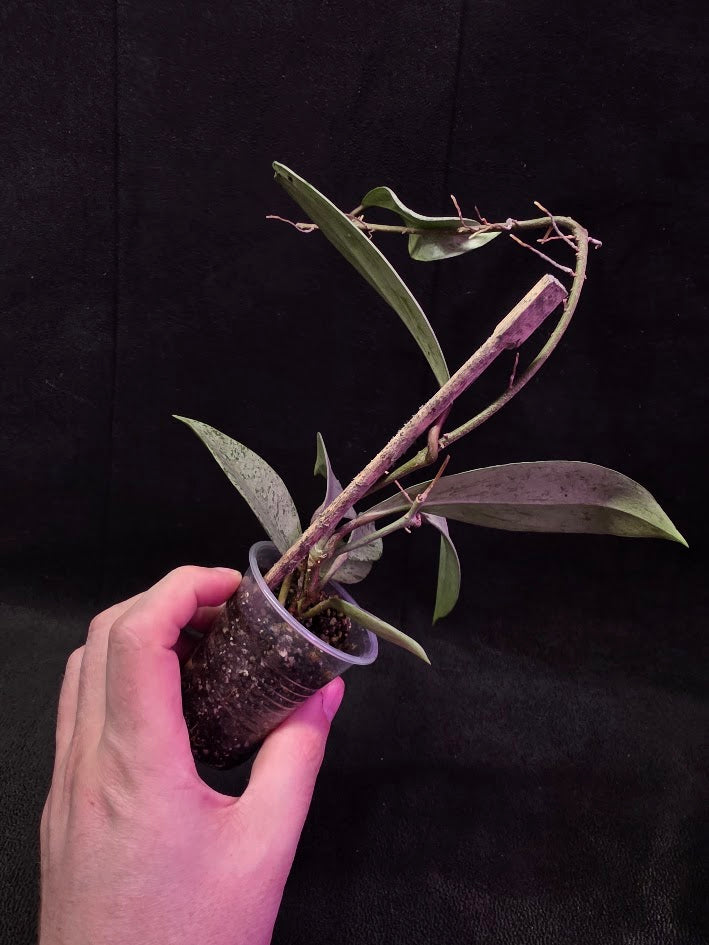 Hoya Pubicalyx Pink Silver Ghost #01