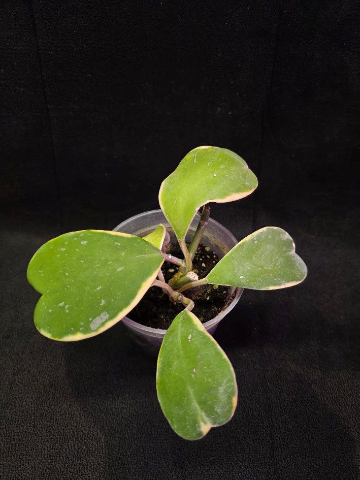 Hoya Kerri Variegated Outside Yellow #01