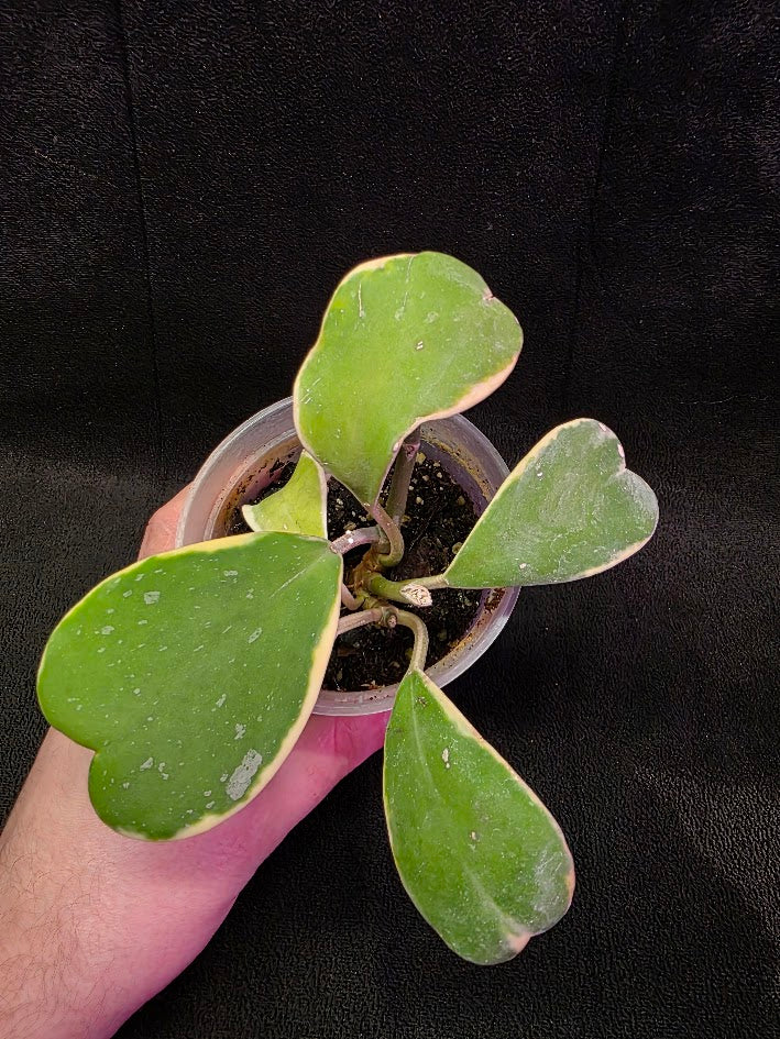 Hoya Kerri Variegated Outside Yellow #01