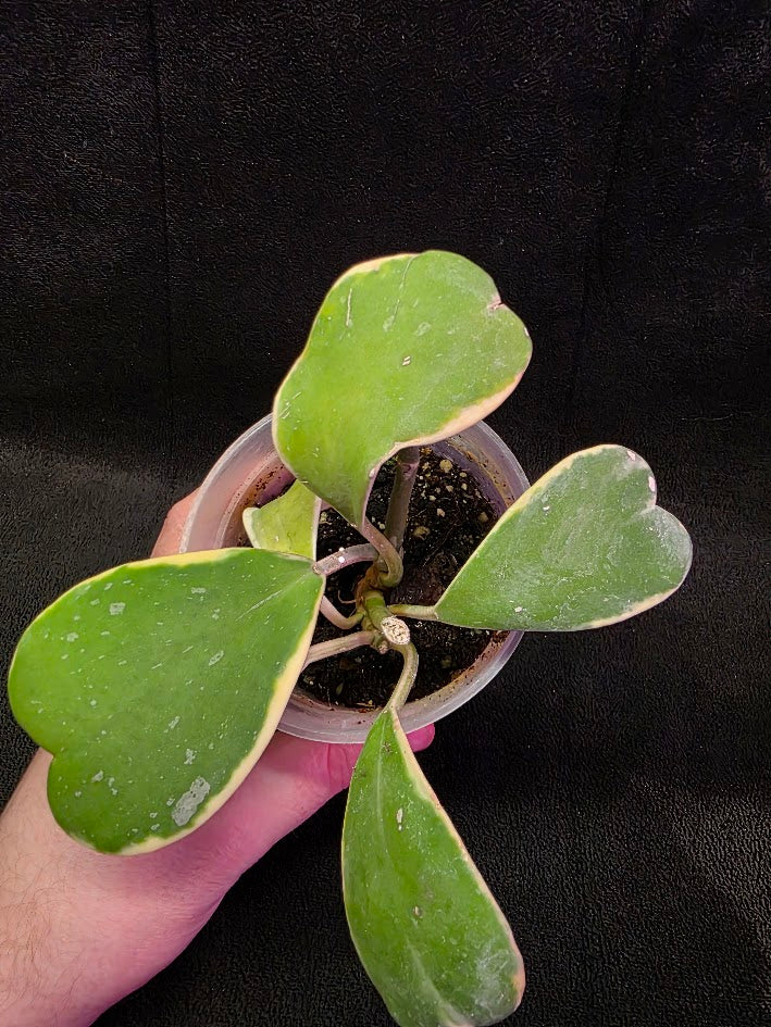 Hoya Kerri Variegated Outside Yellow #01