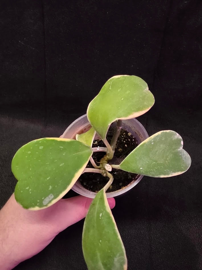 Hoya Kerri Variegated Outside Yellow #01