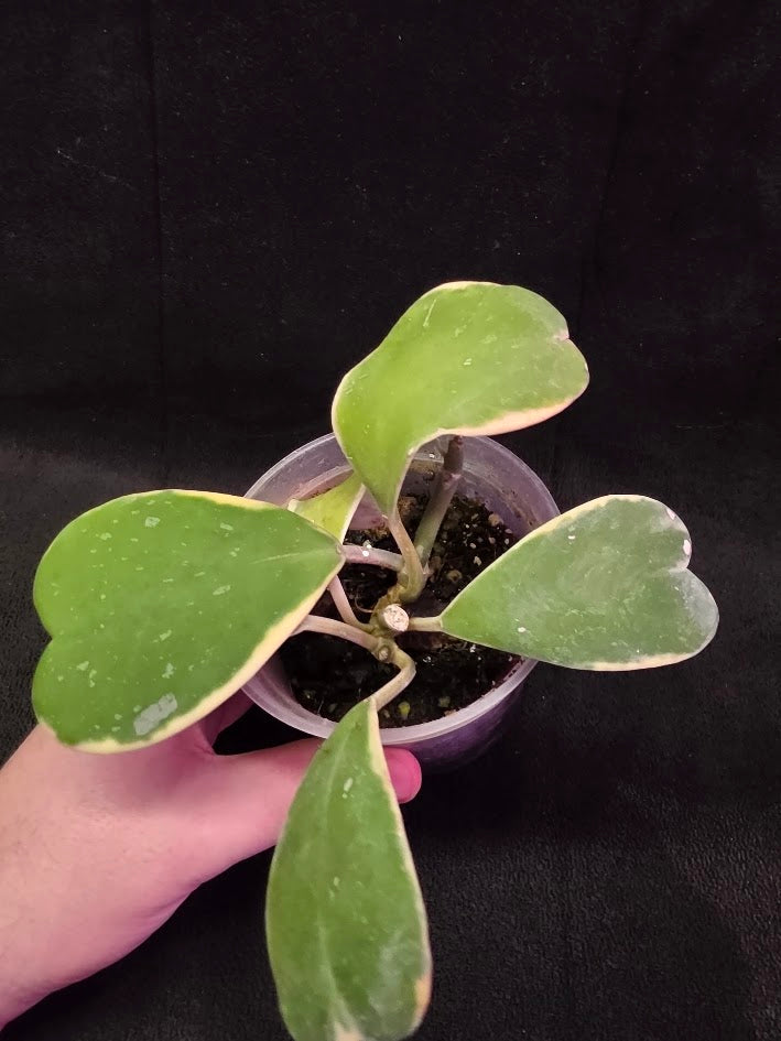 Hoya Kerri Variegated Outside Yellow #01
