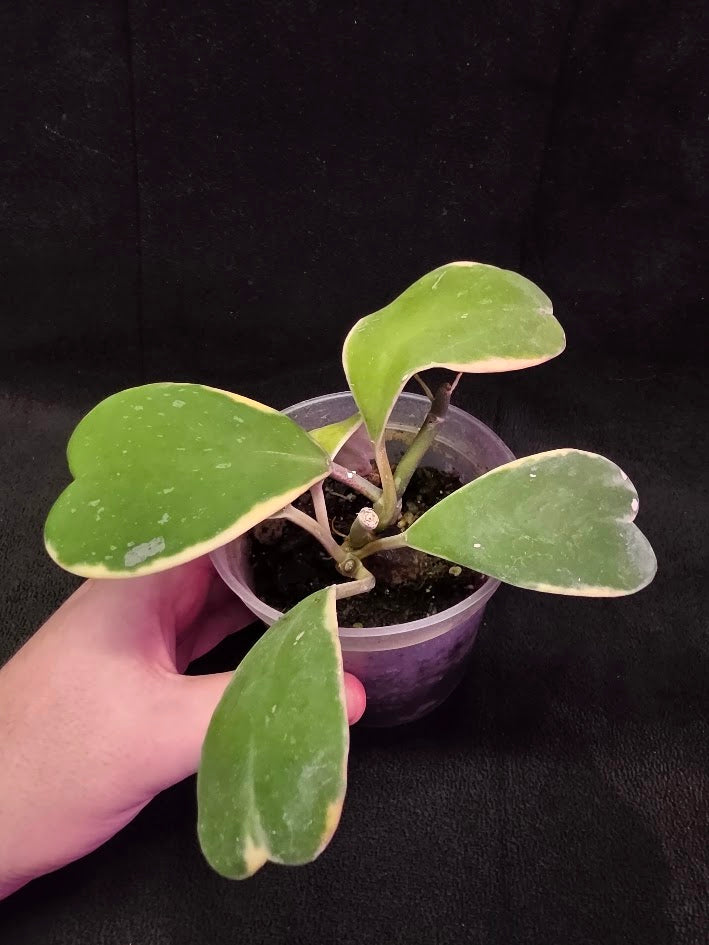 Hoya Kerri Variegated Outside Yellow #01