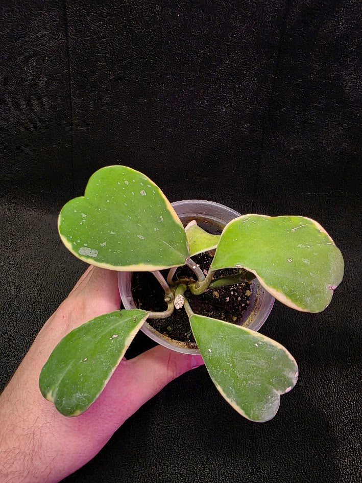 Hoya Kerri Variegated Outside Yellow #01