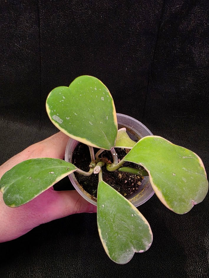 Hoya Kerri Variegated Outside Yellow #01