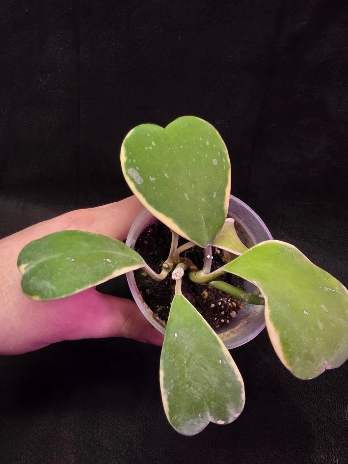 Hoya Kerri Variegated Outside Yellow #01