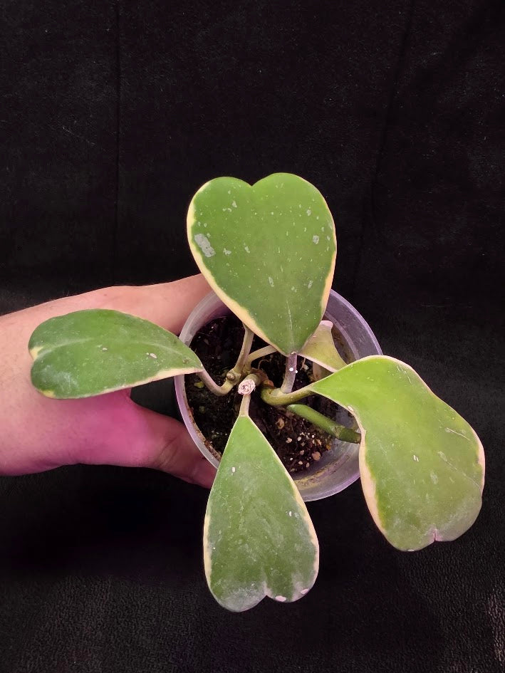 Hoya Kerri Variegated Outside Yellow #01