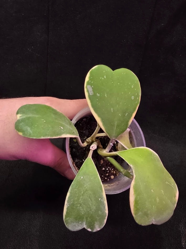 Hoya Kerri Variegated Outside Yellow #01
