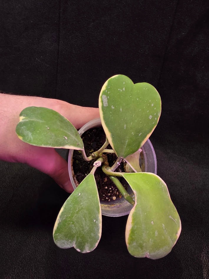 Hoya Kerri Variegated Outside Yellow #01