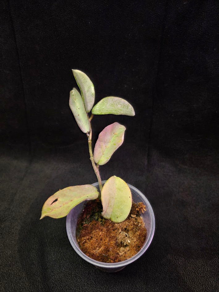 Hoya Carnosa Nova Ghost #01