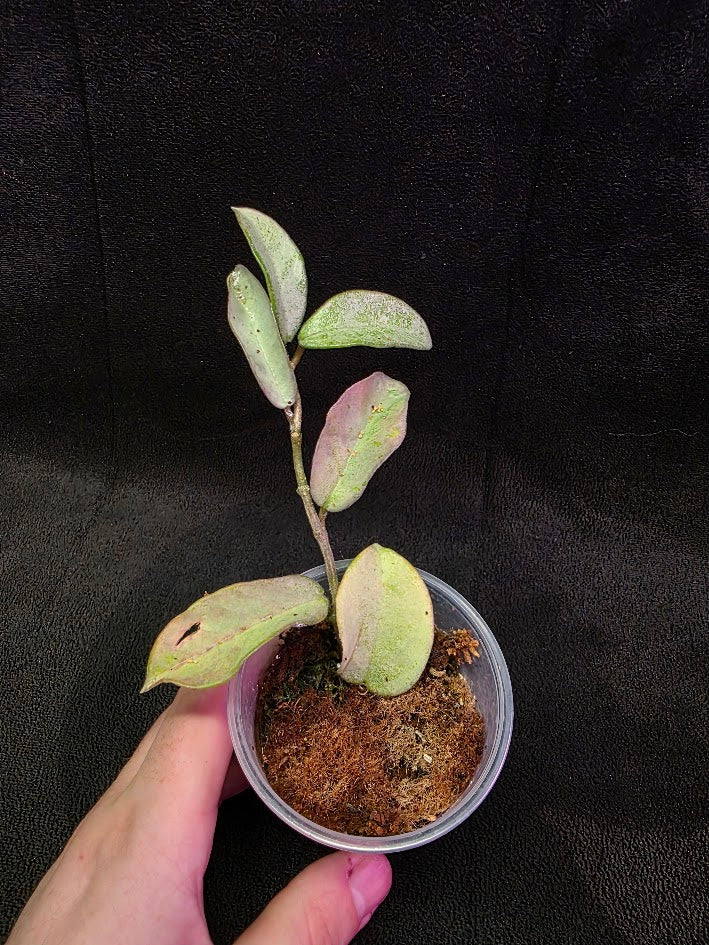 Hoya Carnosa Nova Ghost #01