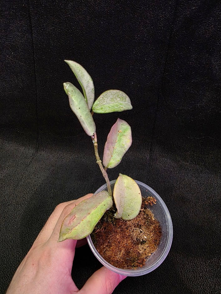 Hoya Carnosa Nova Ghost #01