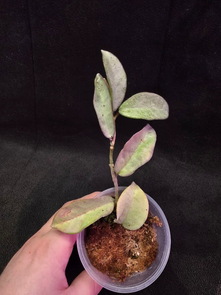 Hoya Carnosa Nova Ghost #01