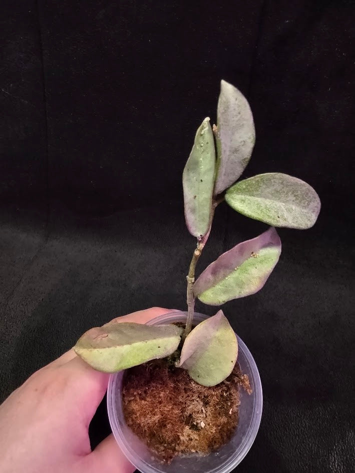 Hoya Carnosa Nova Ghost #01