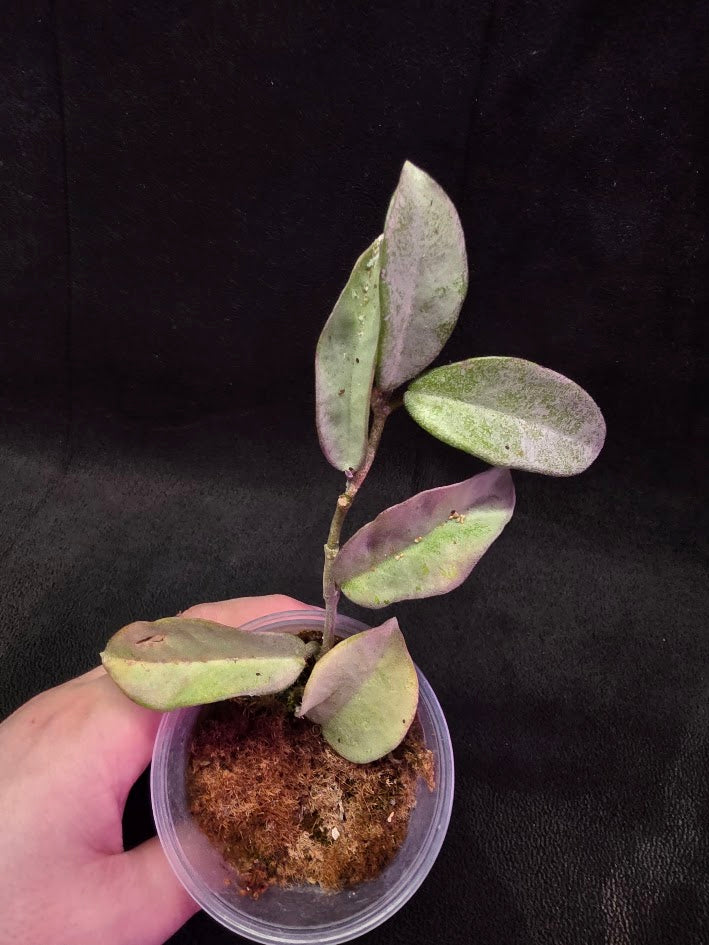 Hoya Carnosa Nova Ghost #01