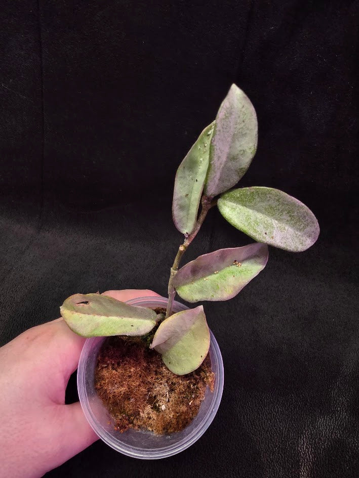 Hoya Carnosa Nova Ghost #01