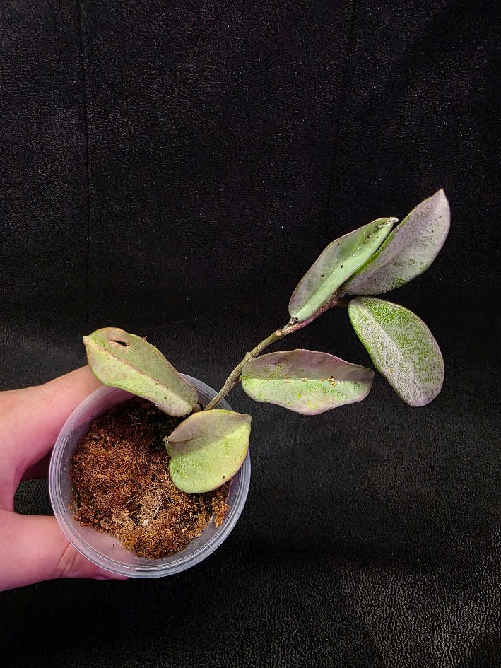 Hoya Carnosa Nova Ghost #01