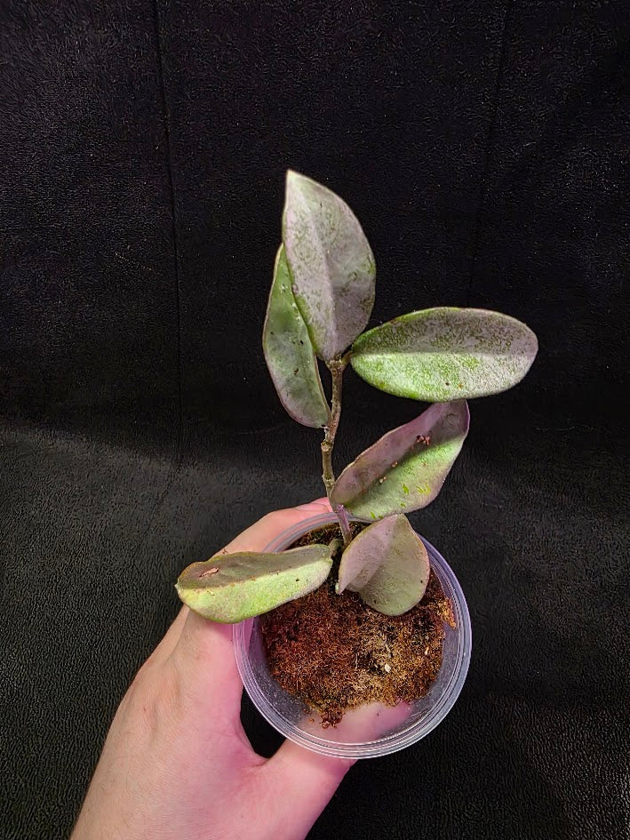 Hoya Carnosa Nova Ghost #01