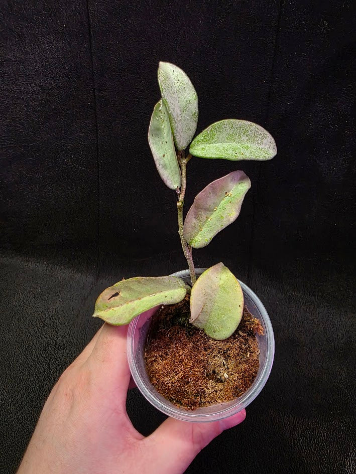 Hoya Carnosa Nova Ghost #01