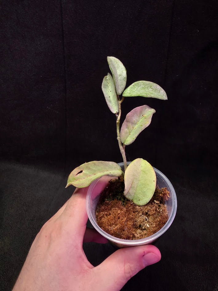 Hoya Carnosa Nova Ghost #01