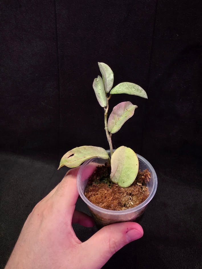 Hoya Carnosa Nova Ghost #01