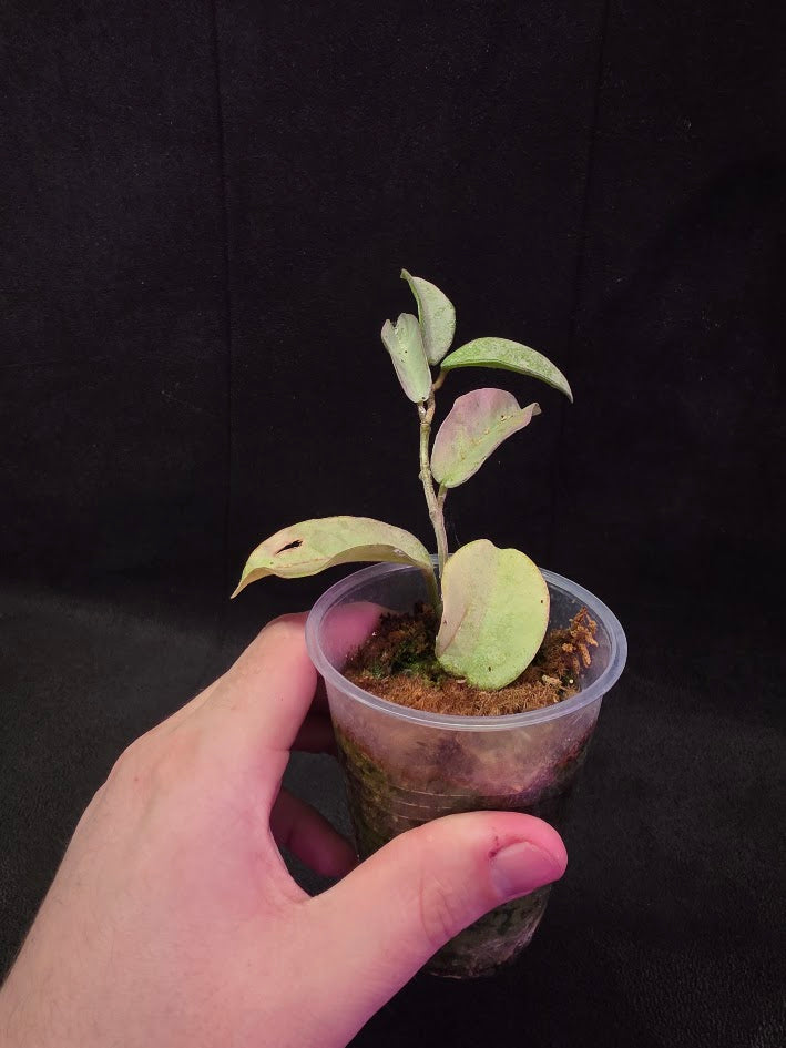 Hoya Carnosa Nova Ghost #01