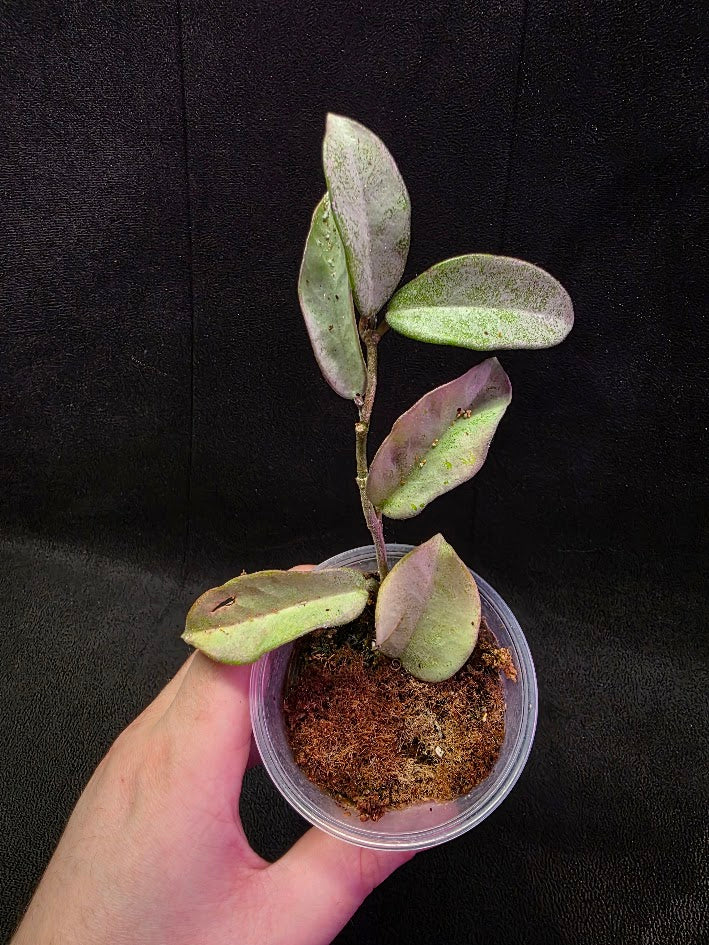 Hoya Carnosa Nova Ghost #01