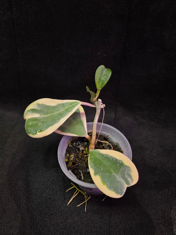 Hoya Kerri Variegated Outside White #02