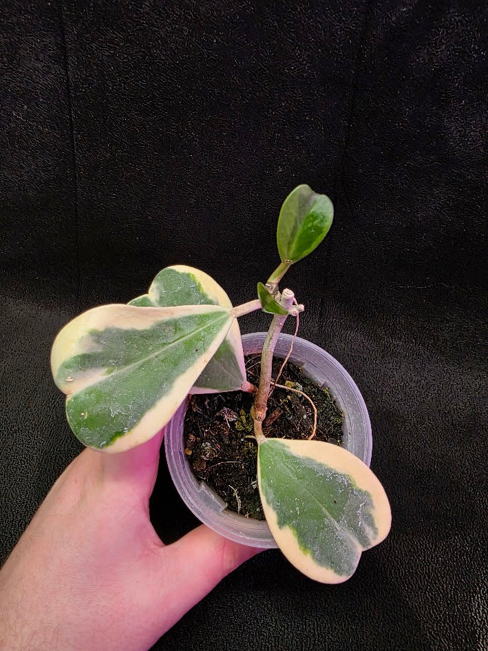 Hoya Kerri Variegated Outside White #02