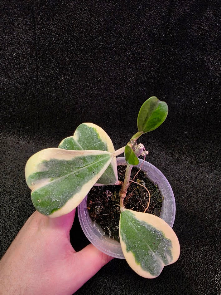 Hoya Kerri Variegated Outside White #02