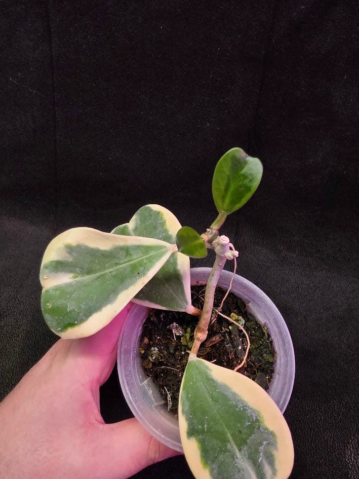 Hoya Kerri Variegated Outside White #02