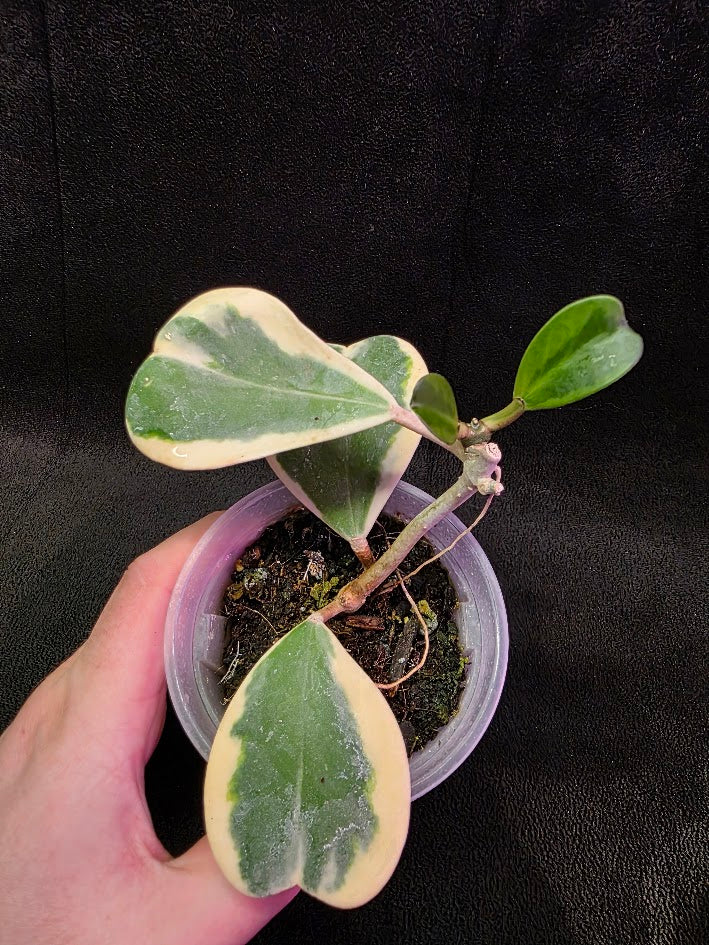 Hoya Kerri Variegated Outside White #02