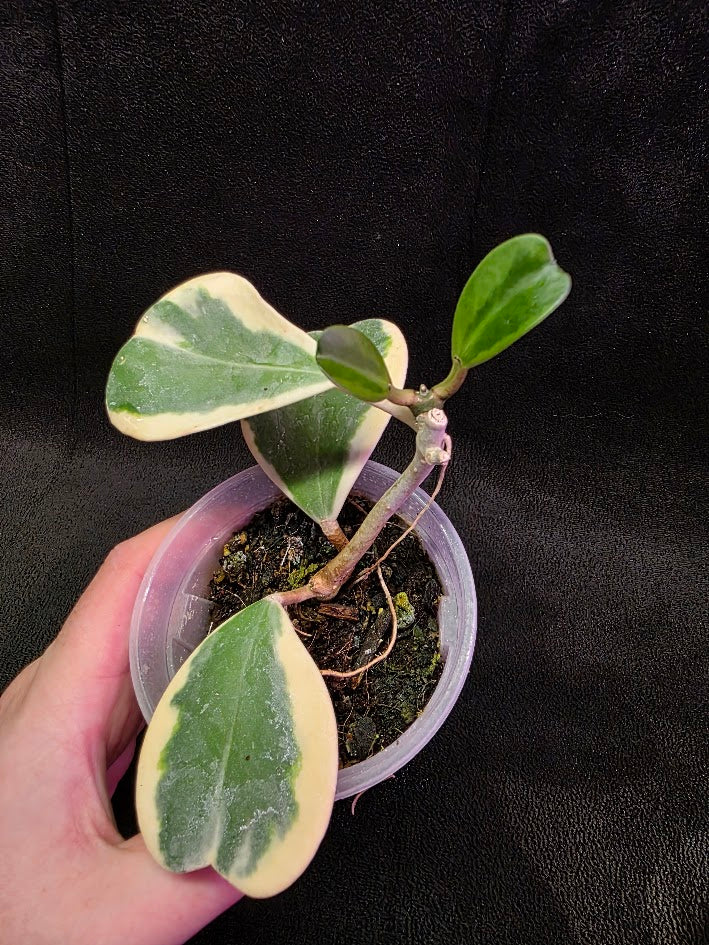 Hoya Kerri Variegated Outside White #02