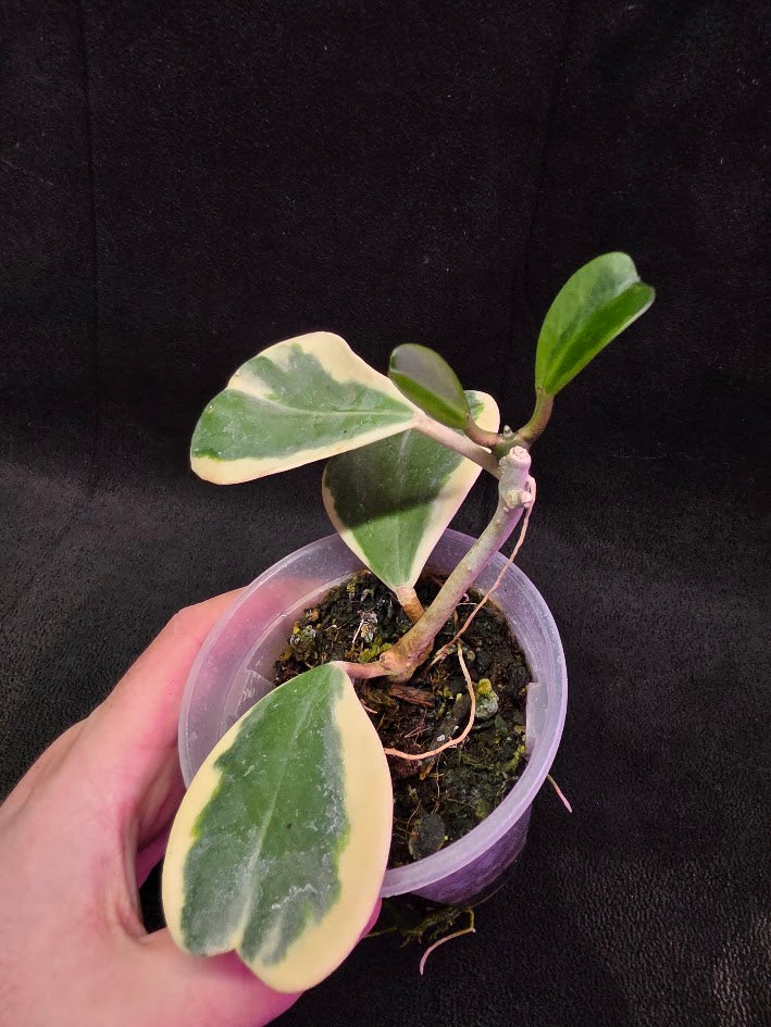 Hoya Kerri Variegated Outside White #02