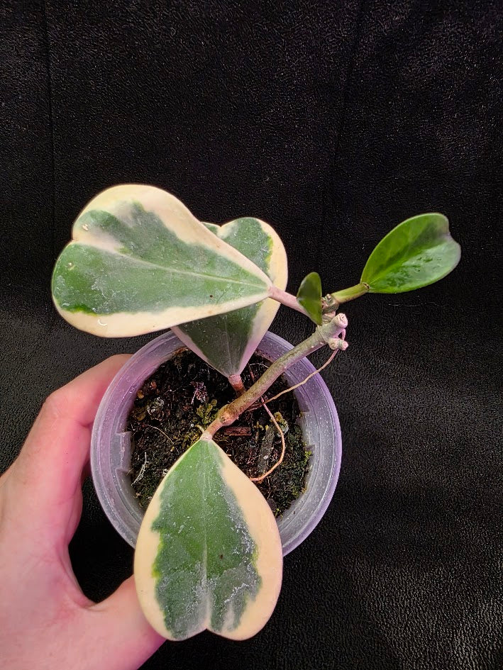 Hoya Kerri Variegated Outside White #02