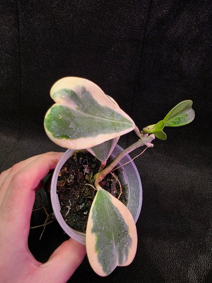 Hoya Kerri Variegated Outside White #02