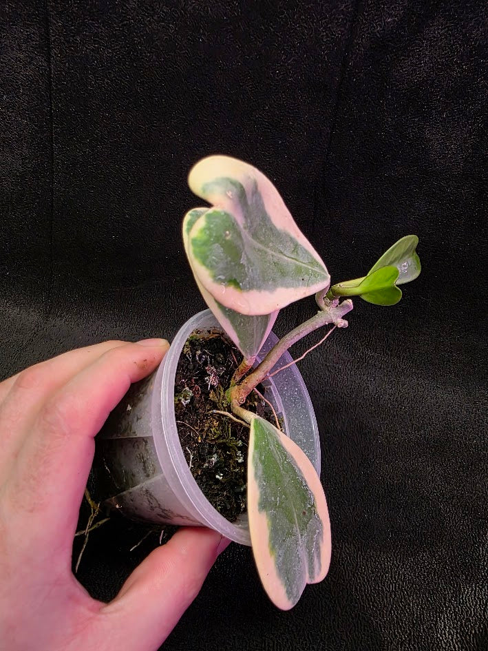 Hoya Kerri Variegated Outside White #02