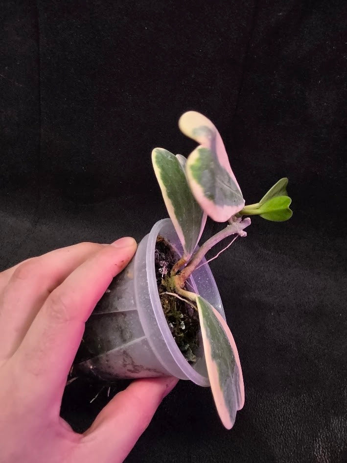 Hoya Kerri Variegated Outside White #02