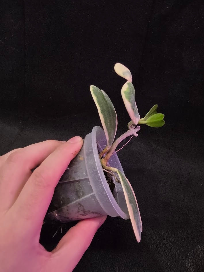 Hoya Kerri Variegated Outside White #02