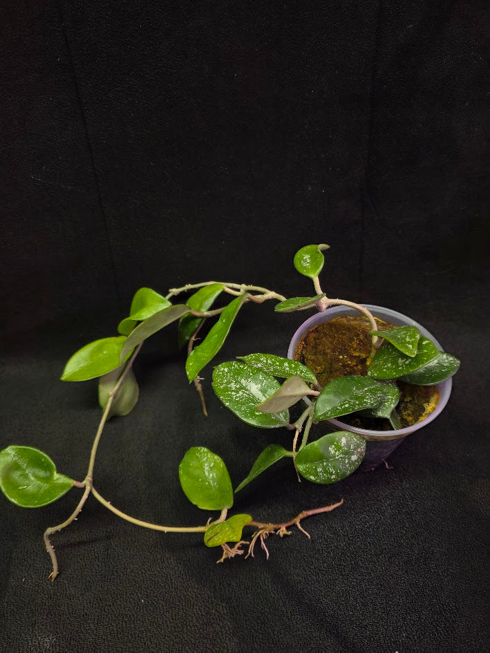Hoya Carnosa Freckles Splash #02