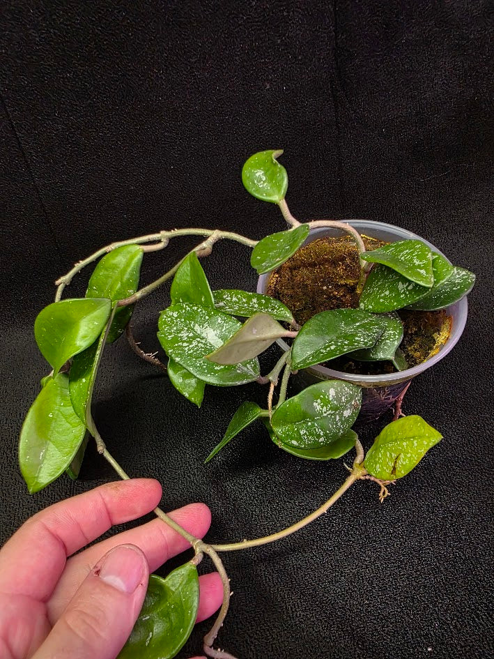 Hoya Carnosa Freckles Splash #02