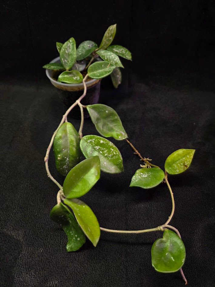 Hoya Carnosa Freckles Splash #02